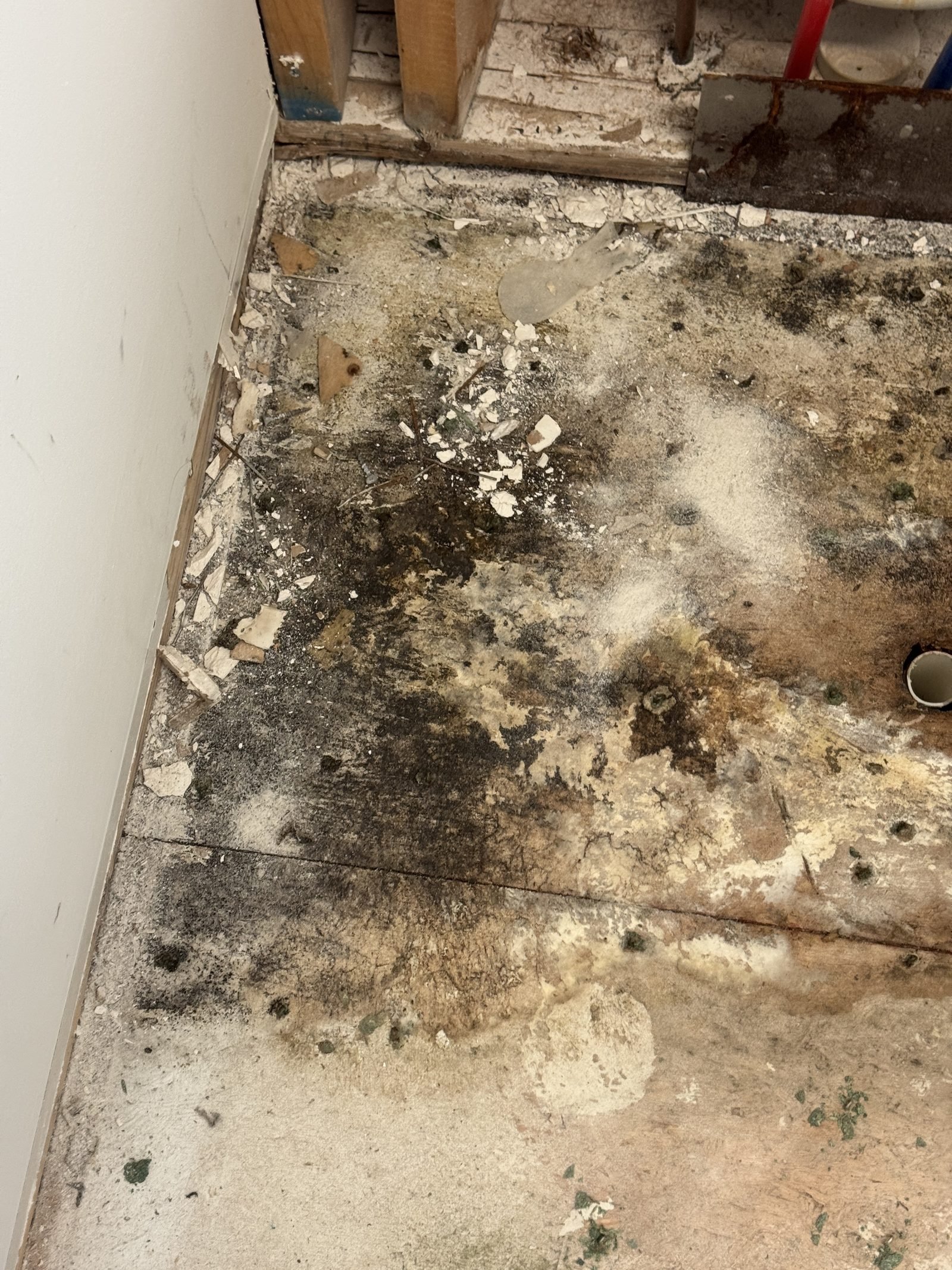Mold coverage across wall studs after drywall removal in a Charlotte NC home